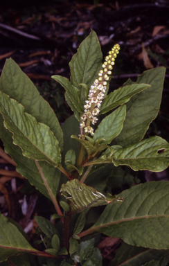 APII jpeg image of Phytolacca octandra  © contact APII