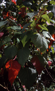 APII jpeg image of Homalanthus populifolius  © contact APII