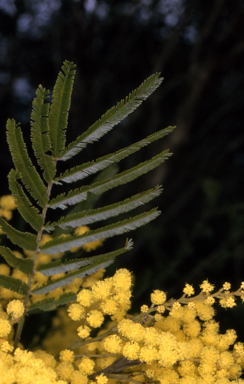 APII jpeg image of Acacia filicifolia  © contact APII