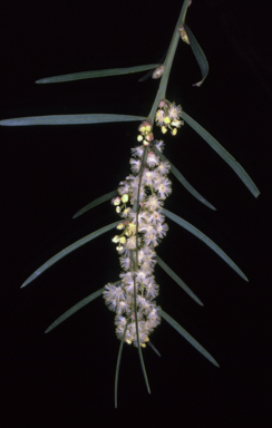 APII jpeg image of Acacia suaveolens  © contact APII