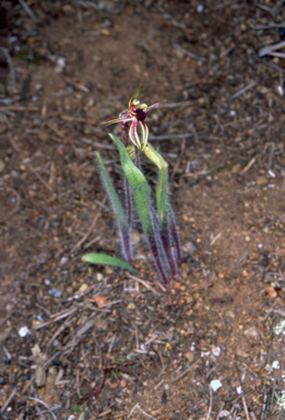 APII jpeg image of Caladenia actensis  © contact APII