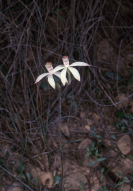 APII jpeg image of Caladenia gracilis  © contact APII