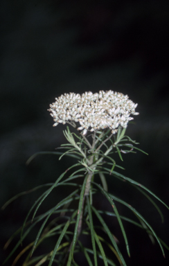APII jpeg image of Cassinia aculeata  © contact APII