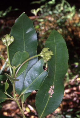 APII jpeg image of Ceratopetalum apetalum  © contact APII
