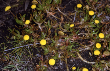 APII jpeg image of Cotula coronopifolia  © contact APII