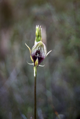 APII jpeg image of Cryptostylis erecta  © contact APII