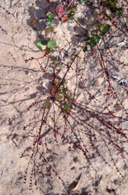 APII jpeg image of Gonocarpus micranthus subsp. micranthus  © contact APII