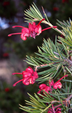 APII jpeg image of Grevillea rosmarinifolia subsp. rosmarinifolia  © contact APII