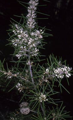 APII jpeg image of Hakea decurrens subsp. platytaenia  © contact APII