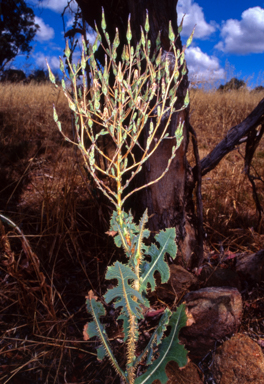 APII jpeg image of Lactuca serriola f. serriola  © contact APII
