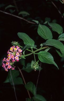 APII jpeg image of Lantana camara  © contact APII