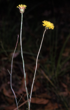 APII jpeg image of Leptorhynchos nitidulus  © contact APII