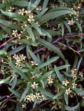 APII jpeg image of Denhamia silvestris  © contact APII