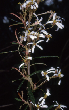 APII jpeg image of Olearia erubescens  © contact APII