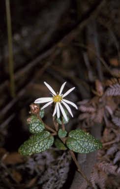 APII jpeg image of Olearia tomentosa  © contact APII