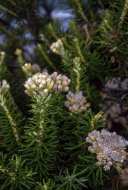 APII jpeg image of Ozothamnus turbinatus  © contact APII