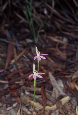 APII jpeg image of Caladenia carnea  © contact APII