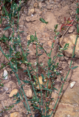 APII jpeg image of Polygonum arenastrum  © contact APII