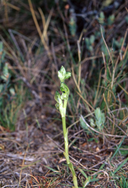 APII jpeg image of Pterostylis bicolor  © contact APII