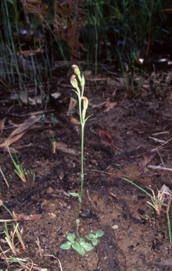 APII jpeg image of Pterostylis aphylla  © contact APII