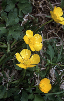 APII jpeg image of Ranunculus repens  © contact APII