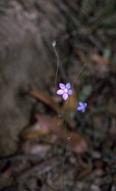 APII jpeg image of Wahlenbergia gracilis  © contact APII