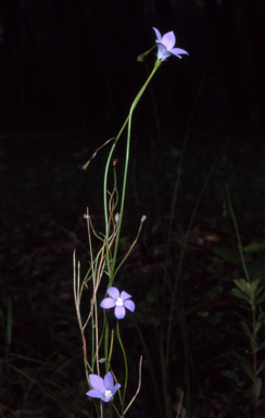 APII jpeg image of Wahlenbergia littoricola  © contact APII