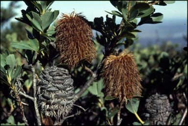 APII jpeg image of Banksia oreophila  © contact APII