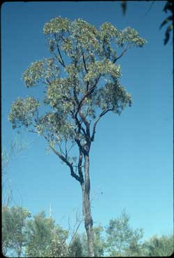 APII jpeg image of Eucalyptus suffulgens  © contact APII