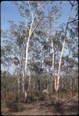 APII jpeg image of Eucalyptus miniata  © contact APII