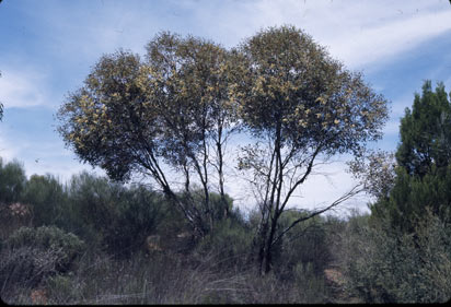 APII jpeg image of Eucalyptus socialis  © contact APII