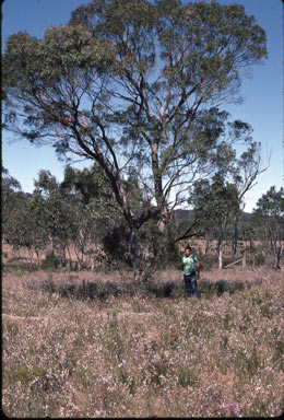 APII jpeg image of Eucalyptus acaciiformis  © contact APII