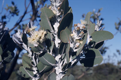 APII jpeg image of Eucalyptus pleurocarpa  © contact APII