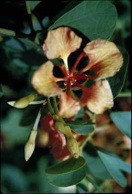 APII jpeg image of Bauhinia cunninghamii  © contact APII