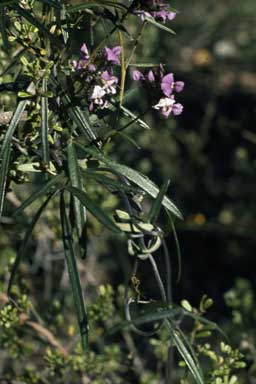 APII jpeg image of Glycine clandestina  © contact APII