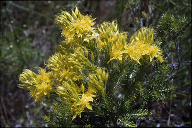 APII jpeg image of Calytrix flavescens  © contact APII