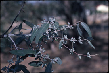 APII jpeg image of Eucalyptus cinerea subsp. triplex  © contact APII