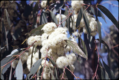 APII jpeg image of Eucalyptus dives  © contact APII