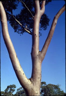 APII jpeg image of Eucalyptus salmonophloia  © contact APII