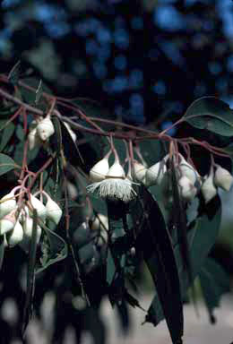 APII jpeg image of Eucalyptus longifolia  © contact APII