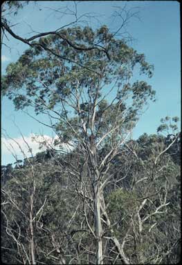 APII jpeg image of Eucalyptus badjensis  © contact APII