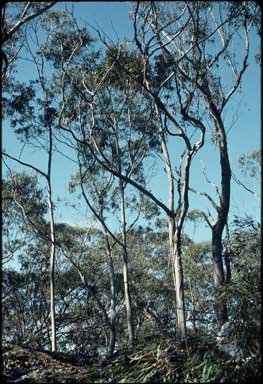 APII jpeg image of Eucalyptus smithii  © contact APII