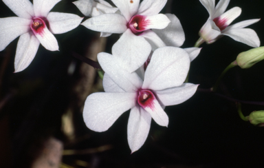 APII jpeg image of Dendrobium dicuphum  © contact APII
