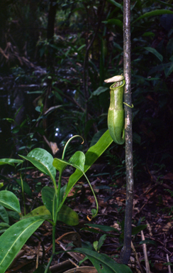 APII jpeg image of Nepenthes mirabilis  © contact APII