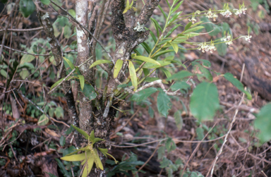 APII jpeg image of Dendrobium,<br/>Oberonia muellerana  © contact APII
