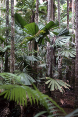 APII jpeg image of Livistona,<br/>Licuala  © contact APII