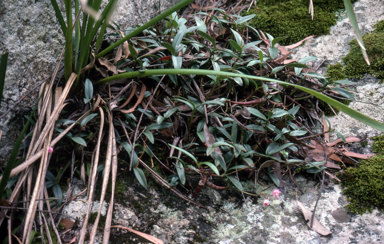 APII jpeg image of Thelychiton kingianus  © contact APII