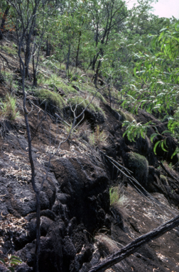 APII jpeg image of Micraira subulifolia  © contact APII