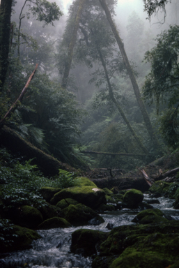 APII jpeg image of Astelia  © contact APII