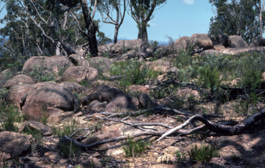 APII jpeg image of Grevillea scortechinii  © contact APII
